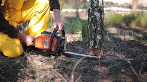 Best Tree and Shrub Care  in Tremont, PA